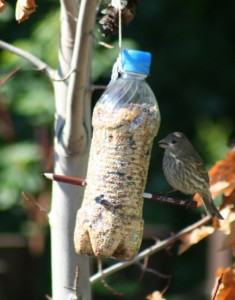 bird feeder