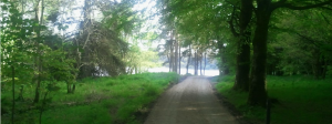 Castle Lake Walking Path