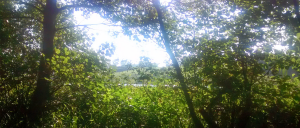 Greenery at the Town Lake during the Summer