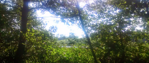 Greenery at the Town Lake during the Summer