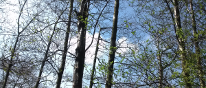 Treetops view from the Town Lake