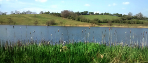 Town Lake Reeds